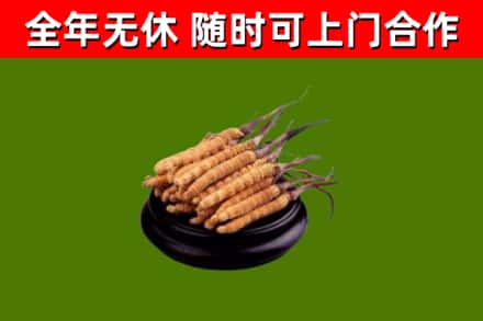 桑植回收冬虫夏草