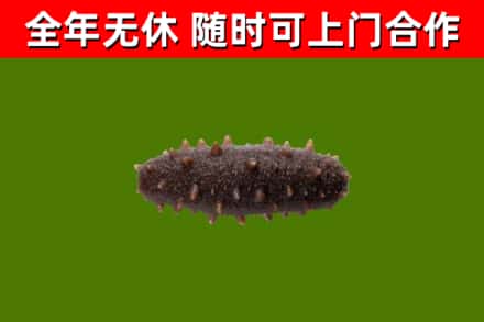 桑植回收海参干